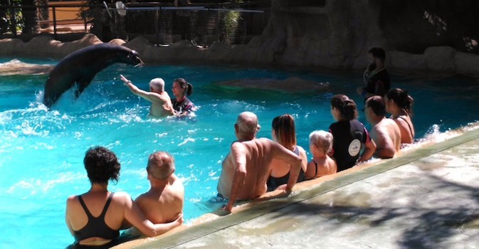 Jugar con leones marinos o hidrogimnasia: el verano es también para los mayores