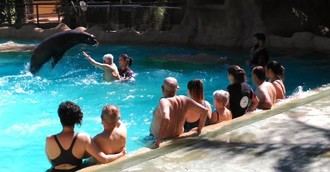 Jugar con leones marinos o hidrogimnasia: el verano es también para los mayores